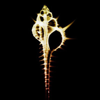 海洋生物个性头像图片大全