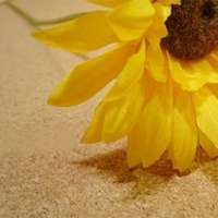 那些好看又清新的唯美花图片头像