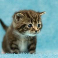微信头像小猫咪_萌翻了的小猫嘛真可爱