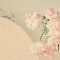 那些好看又清新的唯美花图片头像