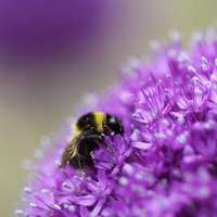 那些好看又清新的唯美花图片头像