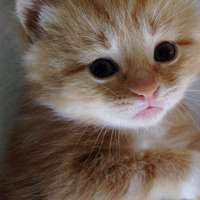 微信头像小猫咪_萌翻了的小猫嘛真可爱