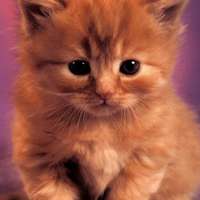 微信头像小猫咪_萌翻了的小猫嘛真可爱