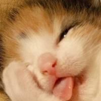 微信头像小猫咪_萌翻了的小猫嘛真可爱