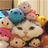 大胖猫头像,超萌的大胖猫图片头像