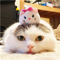 大胖猫头像,超萌的大胖猫图片头像