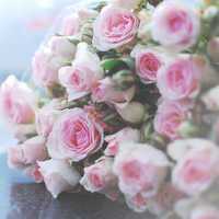 那些好看又清新的唯美花图片头像