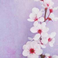 那些好看又清新的唯美花图片头像