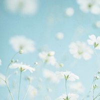 那些好看又清新的唯美花图片头像