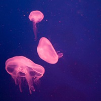 海洋生物个性头像图片大全