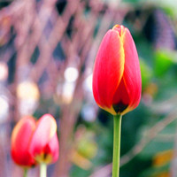 小清新花头像 安静地花儿