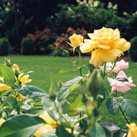 小清新花头像 安静地花儿