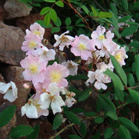 小清新花头像 安静地花儿