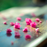 小清新花头像 安静地花儿