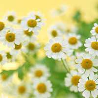 那些好看又清新的唯美花图片头像