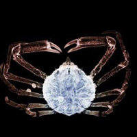 海洋生物个性头像图片大全