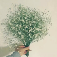 微信头像满天星 满天星花束