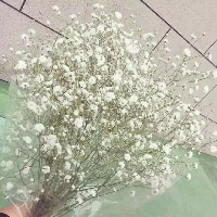 微信头像满天星 满天星花束