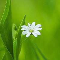 花微信头像唯美