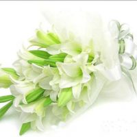 百合花头像唯美 开着美丽的百合花