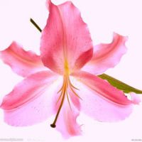 百合花头像唯美 开着美丽的百合花