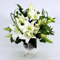 百合花头像唯美 开着美丽的百合花