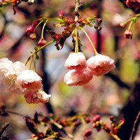 小清新花头像 安静地花儿