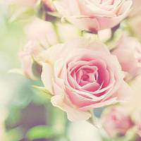 那些好看又清新的唯美花图片头像