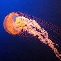 海洋生物个性头像图片大全