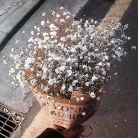 微信头像满天星 满天星花束