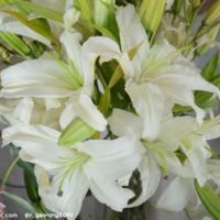 百合花头像唯美 开着美丽的百合花