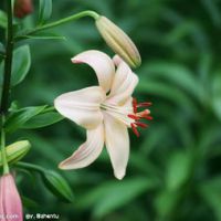 百合花头像唯美 开着美丽的百合花