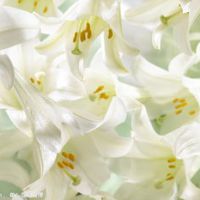 百合花头像唯美 开着美丽的百合花