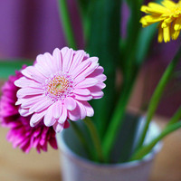 小清新花头像 安静地花儿