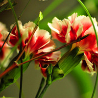 小清新花头像 安静地花儿