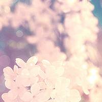 那些好看又清新的唯美花图片头像