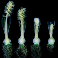 海洋生物个性头像图片大全