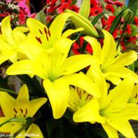 百合花头像唯美 开着美丽的百合花