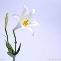 百合花头像唯美 开着美丽的百合花