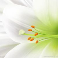 百合花头像唯美 开着美丽的百合花