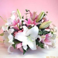 百合花头像唯美 开着美丽的百合花