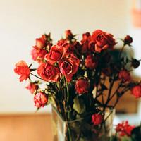 小清新花头像 安静地花儿