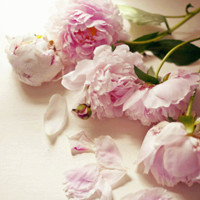 小清新花头像 安静地花儿