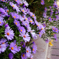 小清新花头像 安静地花儿