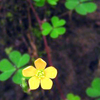 小清新花头像 安静地花儿