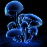 海洋生物个性头像图片大全