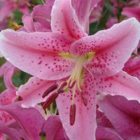 百合花头像唯美 开着美丽的百合花