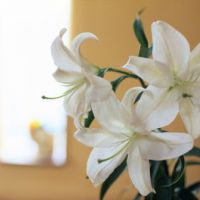 百合花头像唯美 开着美丽的百合花