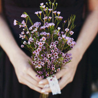 小清新花头像 安静地花儿