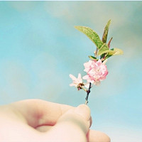 小清新花头像 安静地花儿